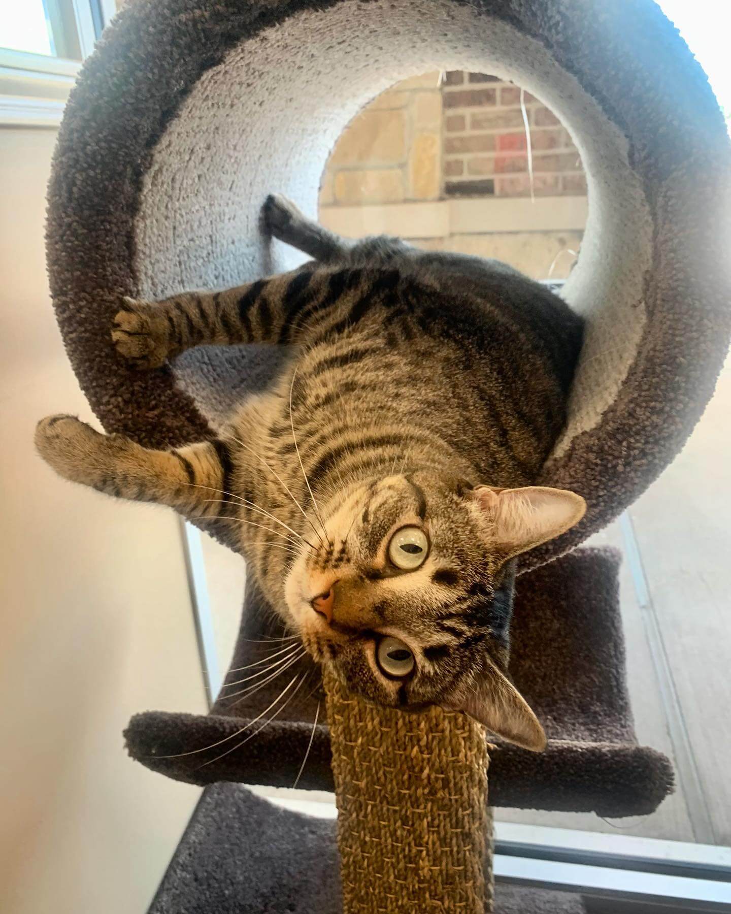 Dr. Pepper being cute