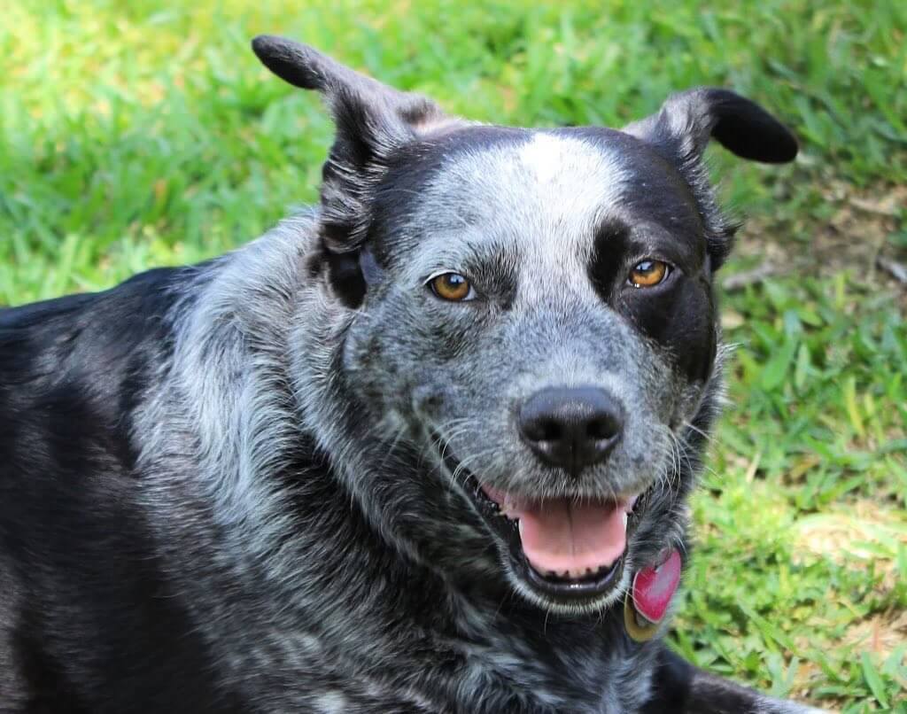 Pretty cattle dog